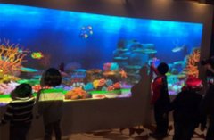 畫(huà)畫(huà)水族館和互動(dòng)涂鴉的區(qū)別